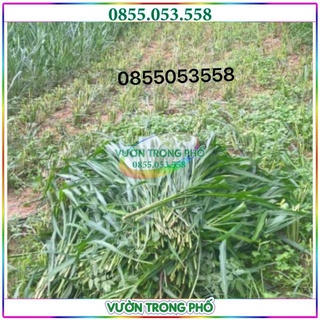 Hạt giống cỏ xả Mombasa ghine gói 200g