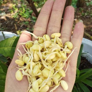 mầm đậu nành 1kg