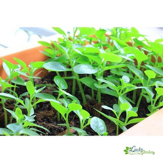 10g Hạt giống Mồng tơi (tặng gói Kích nẩy mầm và Hướng dẫn) XTRA