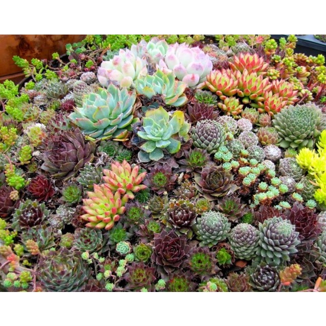Hạt giống sen đá mix - Nhiều màu 1 gói 20 hạt ( tặng kèm thuốc kích mầm ra rễ)