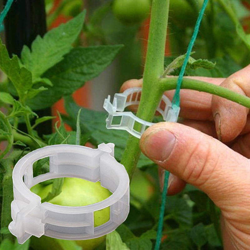 50 Kẹp Nối Cây Cà Chua