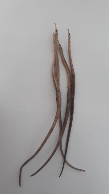 1 cặp hải long thuôn. hải long dài. Đồ ngâm rựu