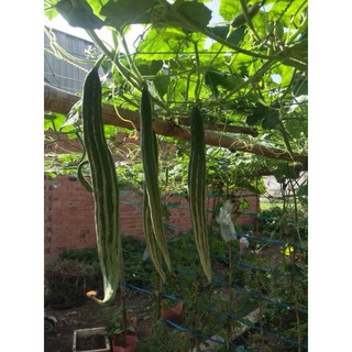 Gói 2g Hạt Giống Lặc Lày Lai F1 Rado 248, Mướp Rắn Rạng Đông, Trồng Quanh Năm, Ruột Mềm, Vị Thanh, Thu Say 45_50 ngày