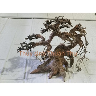 Lũa Bonsai Thủy Sinh nhiều size (lũa ghép)
