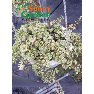 Sen Đá Đô La Chậu Treo To