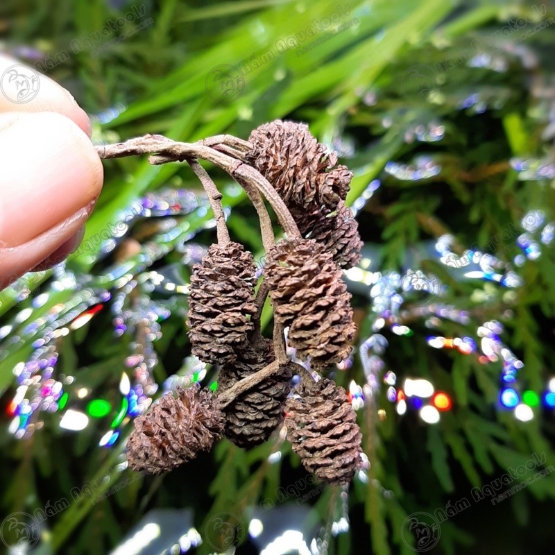 Trái Thông Khô ALDER CONES (Erlenzaphen) - Quả thông giúp tép giảm stress - phụ kiện tép