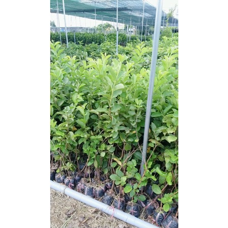 CÂY GIỐNG ỔI ĐÀI LOAN TỨ QUÝ SIÊU TRÁI