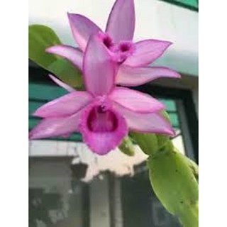 PHI ĐIỆP KIẾN LỬA hàng giống
