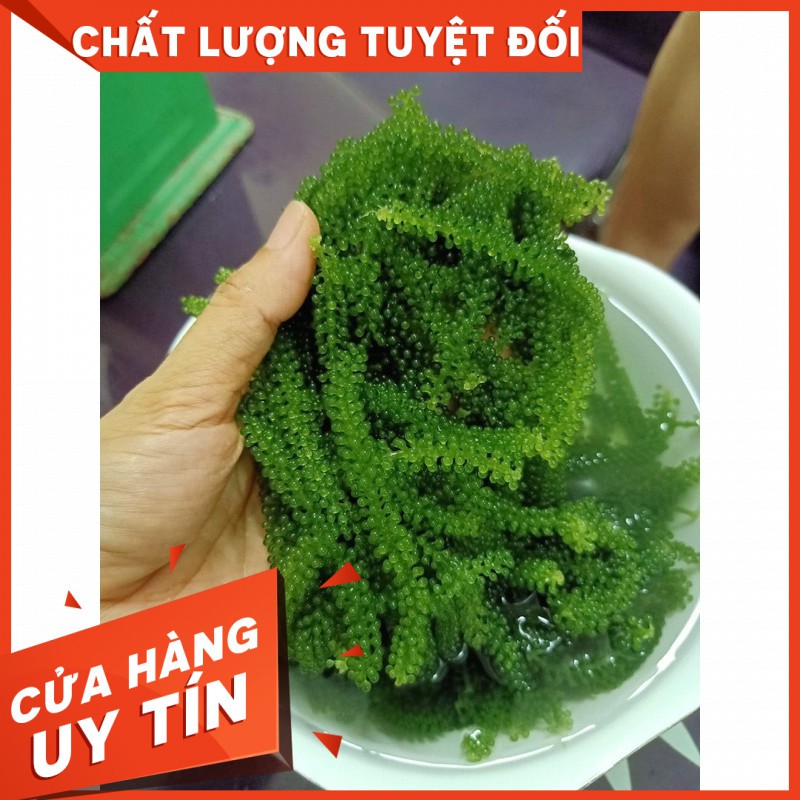 400gr rong nho tươi Green food nở ra từ 100gr rong nho tách nước - không tanh không nhớt - hàng công ty check mã vạch
