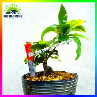 Cây Mai Đại Lộc Gốc Quái Mini