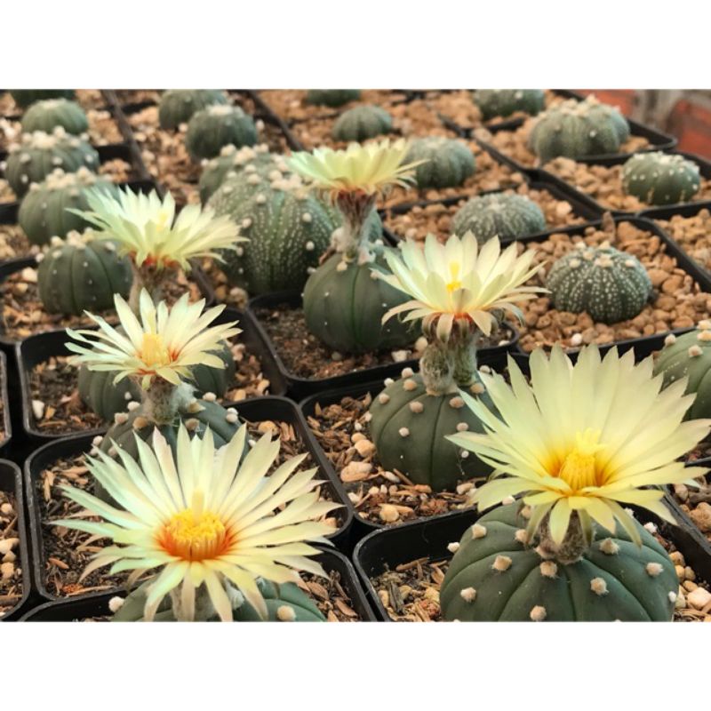 Sale 50%-Phân bón tan chậm sen đá,xương rồng cây mọng nước nội địa Mỹ.