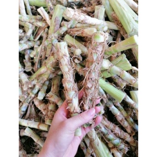 Cỏ voi lùn-cỏ sữa Đài loan 1kg