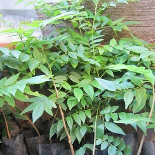 Cây lá mắc mật - giống cây ăn lá (Cây giống khỏe)