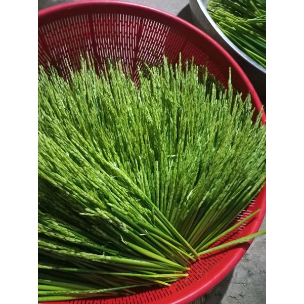 5kg đòng đòng nếp