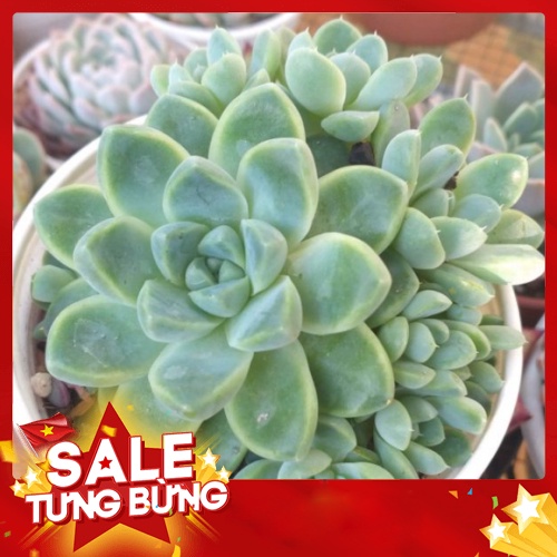 sen đá Sao băng trung🍏 |FREESHIP| 🔥 XỨ NÓNG, ĐÃ THUẦN KHÍ HẬU, KHOẺ ĐẸP 🍏 LỖI 1 ĐỔI 1