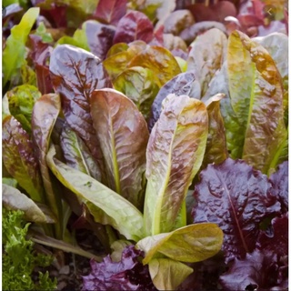 Xà lách Romaine tím (2g)