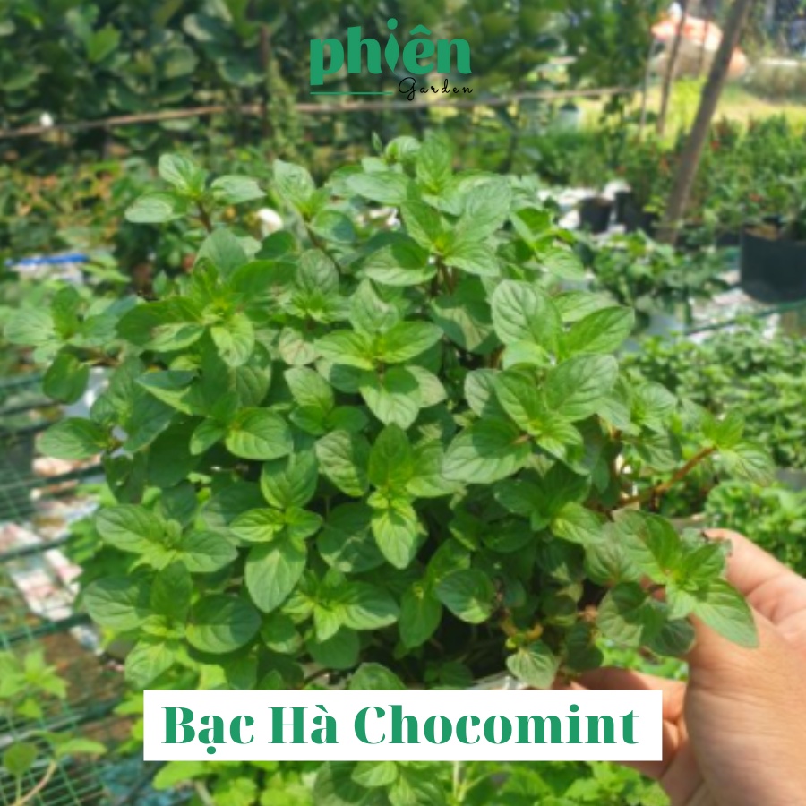 Chậu cây Rau gia Vị, Bạc Hà Chocomint, Húng Lũi, Xá xị - Quế vị, Sen thơm