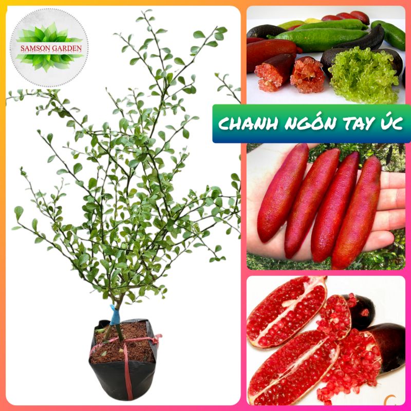 [Ảnh thật]-☘️Cây Giống Chanh Ngón Tay Úc _ CÂY TO CAO 60_80cm_Cây ghép chui cành nhanh trái thích nghi tốt☘️