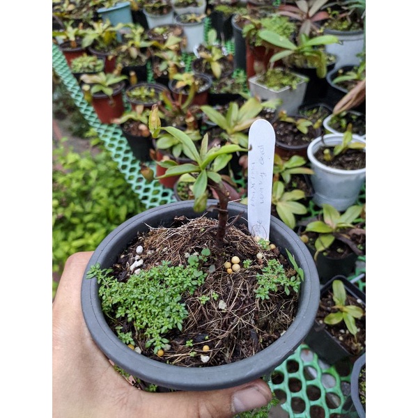Cây cảnh maxima