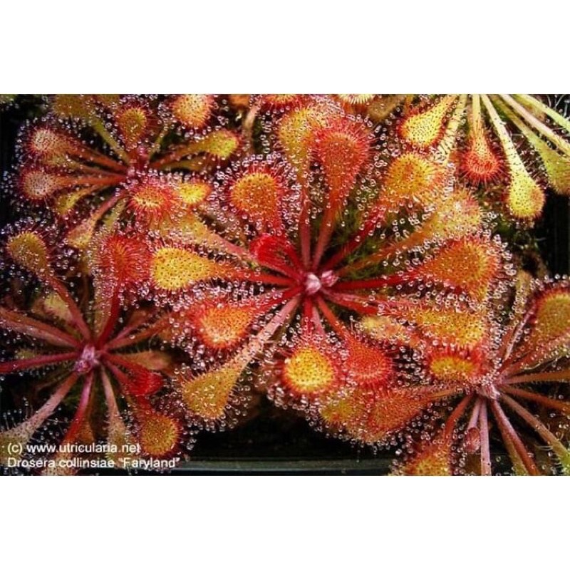 Cây bắt mồi gọng vó Drosera Collinsiae chuyên bắt côn trùng