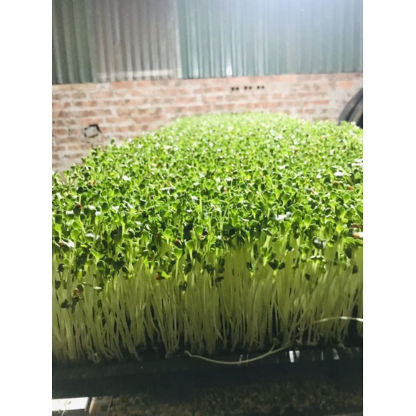 KHAY TRỒNG RAU MẦM KÍCH THƯỚC LỚN 30X60CM