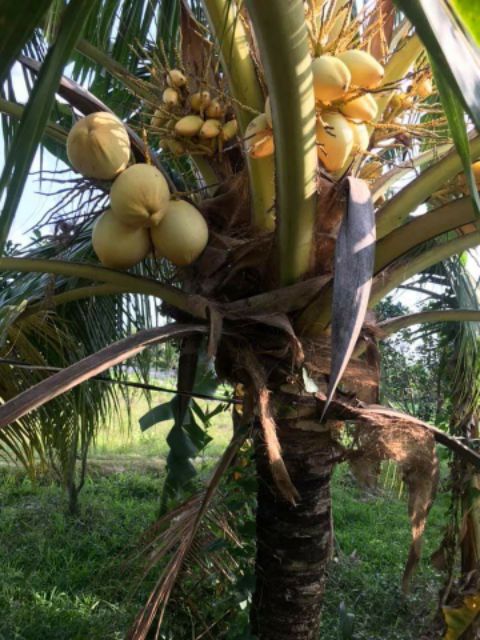 Cây dừa vàng
