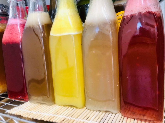 Nấm KOMBUCHA Nấm Thuỷ Sâm SCOBY KOMBUCHA