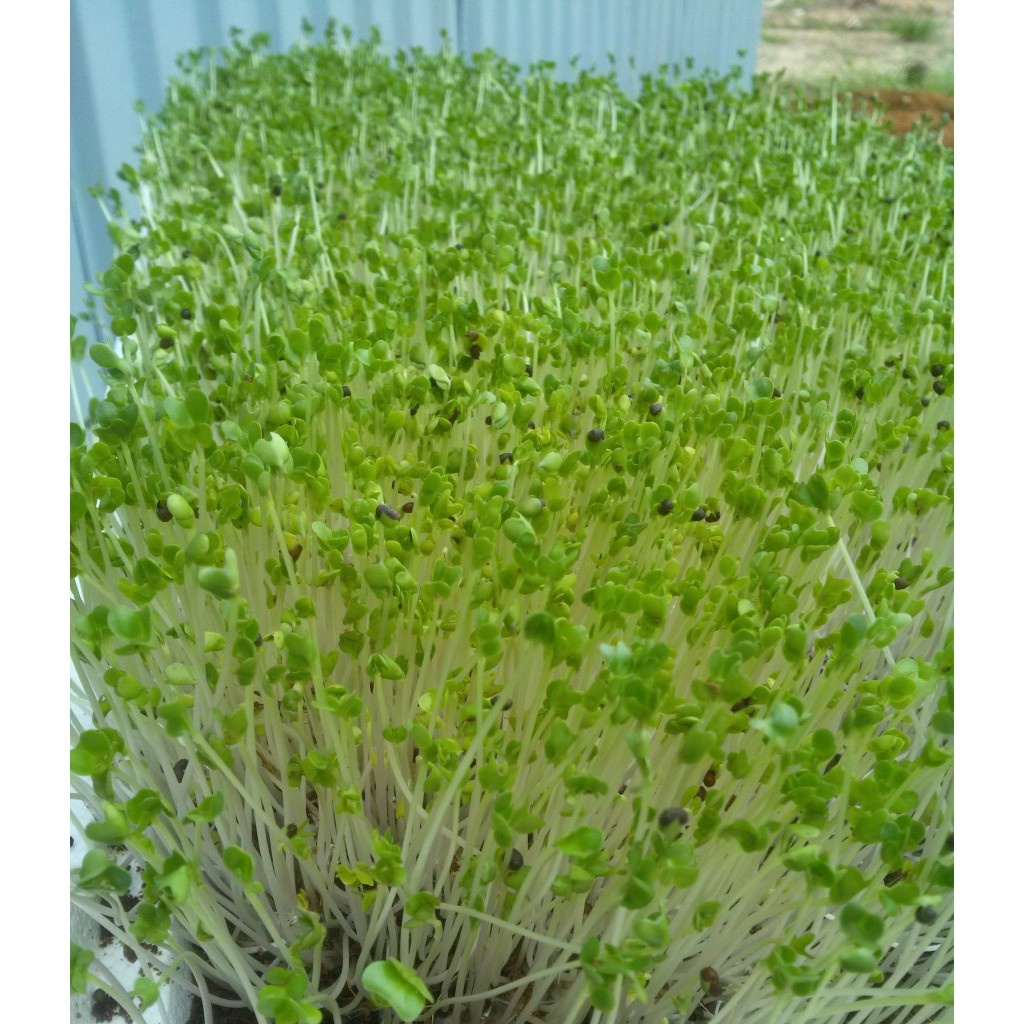 hạt giống Mầm Bông cải xanh ( suplo xanh)