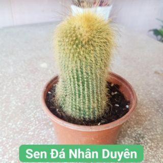 Xương rồng bóng vàng dài