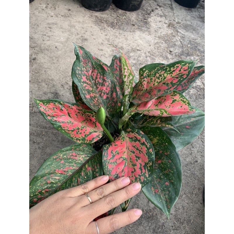 cây mai đỏ