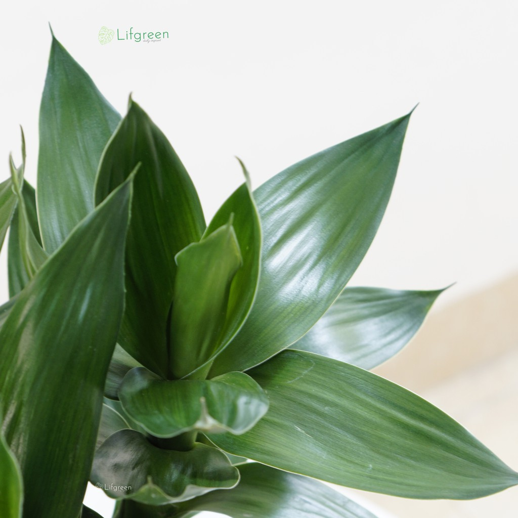 Caykiengsadec - Cây phát tài thuỷ sinh cao 25cm, cây trồng để bàn mang lại may mắn, bình an và hạnh phúc