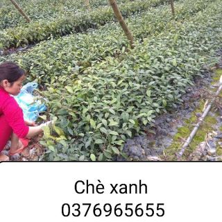 chè xanh,trà xanh(giá 10 cây)-0376965655