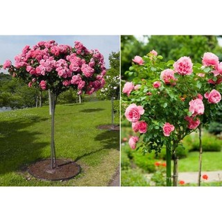 HẠT GIỐNG HOA HỒNG THÂN GỖ