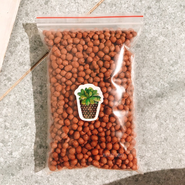 HẠT ĐẤT NUNG TRỒNG CÂY SEN ĐÁ