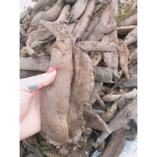 Củ tắc kè đá(1kg)