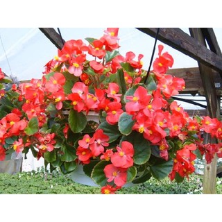 Hạt giống hoa Thu hải đường đơn mix