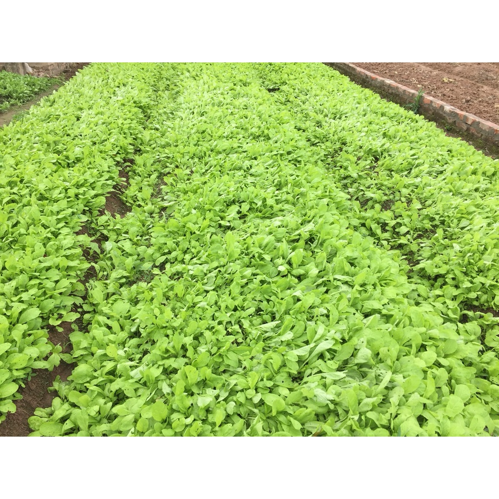 Phân bón hữu cơ rong biển mio mukai nhập khẩu nhật bản chuyên dùng cho rau và các loại hoa,cây kiểng