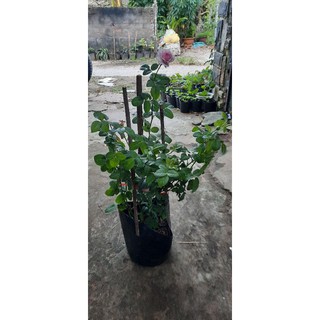 Hồng leo Mon coucer chậu c8
