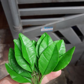 Lá mai đất sét