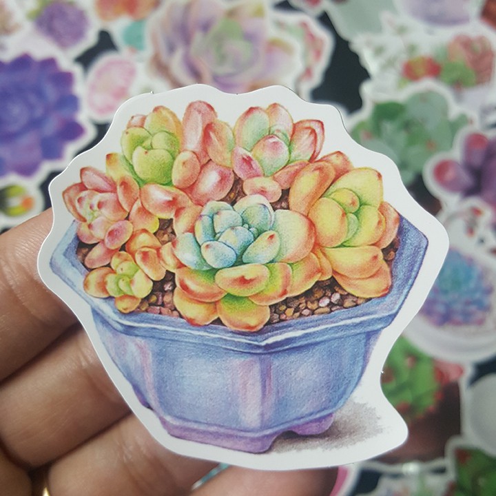 Bộ Sticker dán cao cấp chủ đề SEN ĐÁ SUCCULENTS - Dùng dán Xe, dán mũ bảo hiểm, dán Laptop...