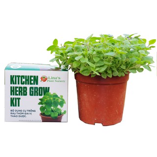Bộ dụng cụ trồng kinh giới cay oregano, gia vị làm bánh pizza- Kitchen herb Grow Kit