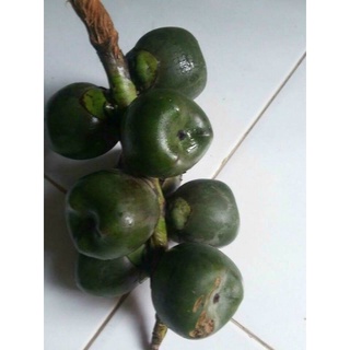 Hạt đác tươi Khánh Hoà