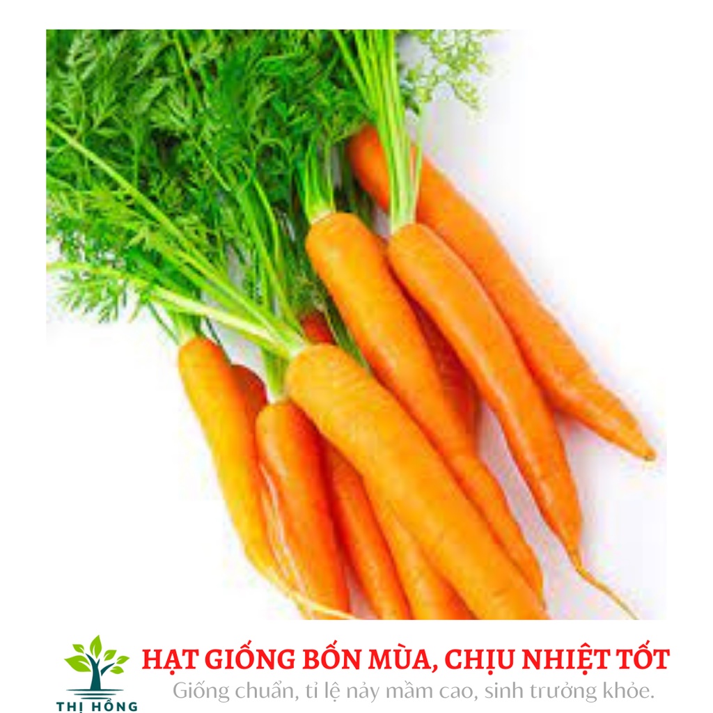Hạt giống cà rốt cao sản 5g (mẫu mã đẹp: củ to, thẳng, dễ trồng, ăn có vị ngọt, mùi thơm đặc trưng)