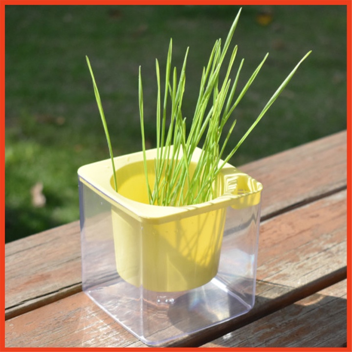 Bộ trồng cỏ lúa mì thủy canh siêu dễ