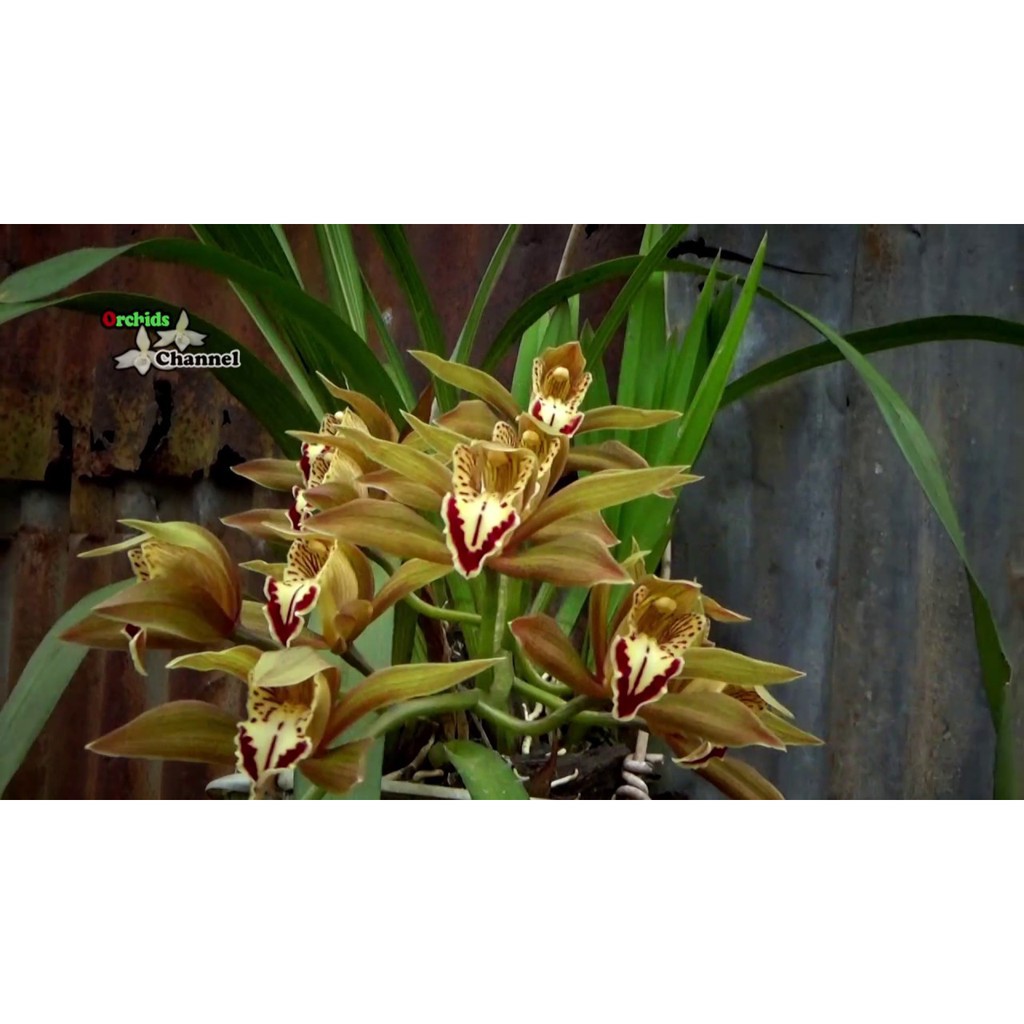 1 thân địa lan kiểm trần mộng thu tây băc, hoa đẹp, thơm dể sống, dễ thuần + Tặng 01 cây dâu da đất( bòn bon)