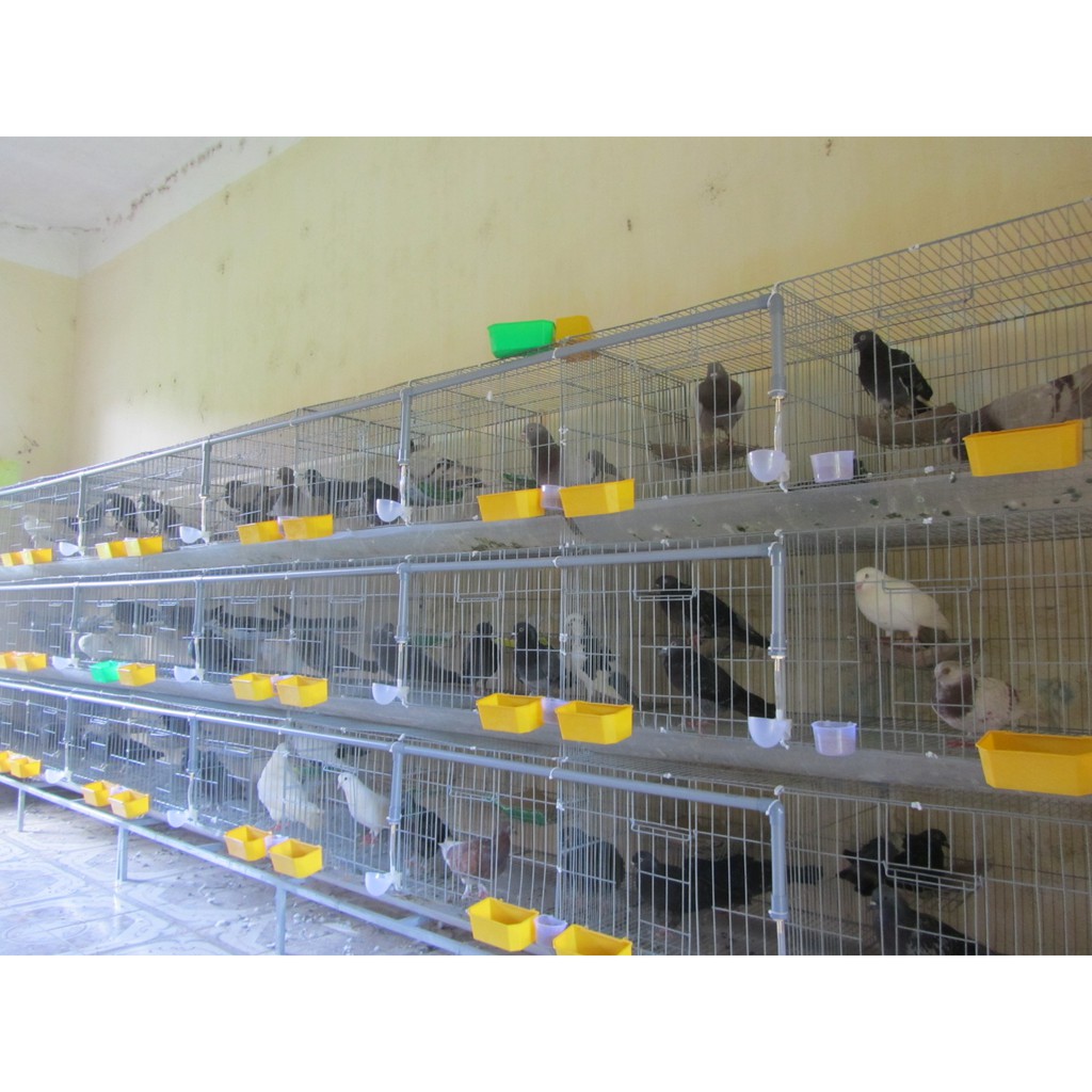 [Mã PET50 giảm 10% - tối đa 50K đơn 250K] Lồng nuôi chim bồ câu không phụ kiện đi kèm