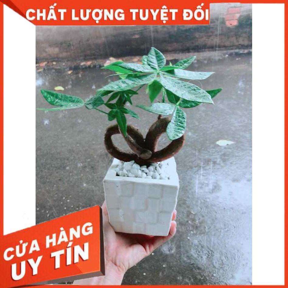 Chậu Kim Ngân Nơ Nhiều Người Mua