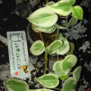 Cây trầu bà càng cua lá cẩm thạch