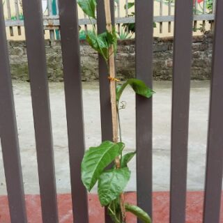 Cây chanh leo cây bán h5