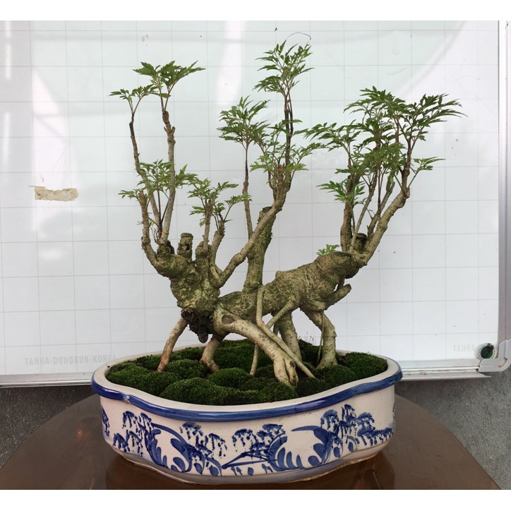 Cây cảnh Đinh Lăng Bonsai mini để bàn – mã BS28